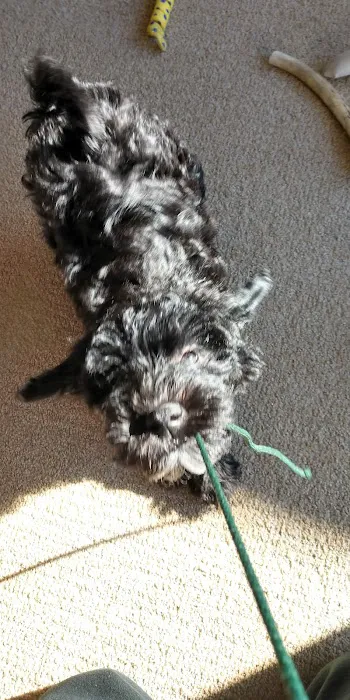 Whitehall Pet Practice Picture 1