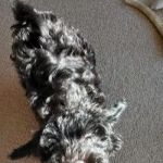 Whitehall Pet Practice