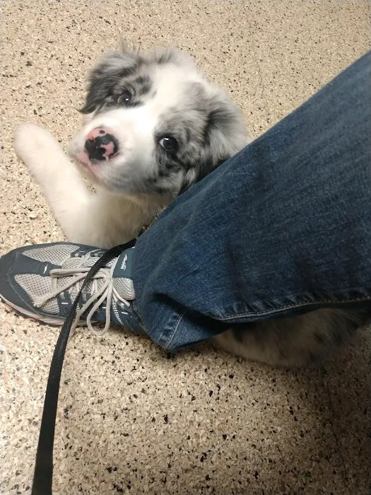 Whitehall Pet Practice Picture 4