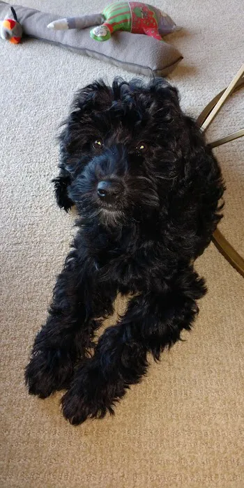 Whitehall Pet Practice Picture 3