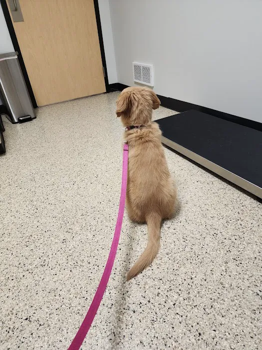 Whitehall Pet Practice Picture 7