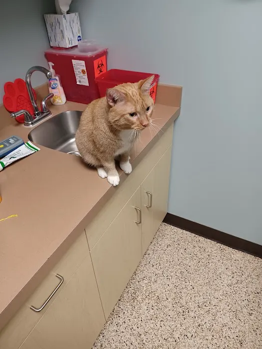 Whitehall Pet Practice Picture 6