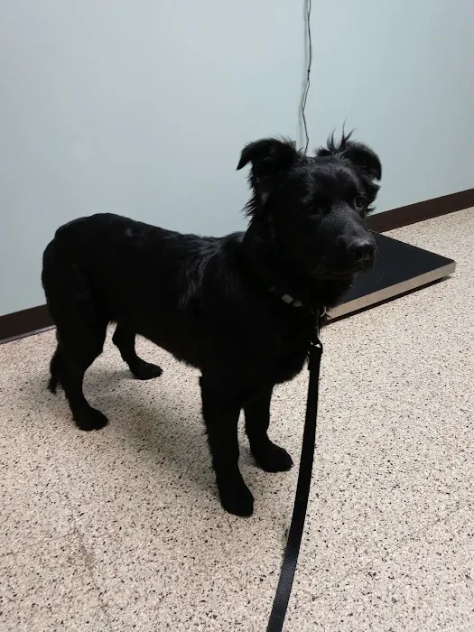 Whitehall Pet Practice Picture 8