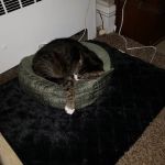 White Lake Animal Clinic