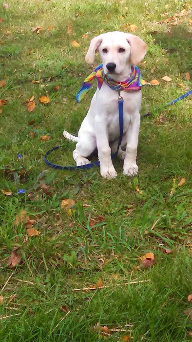 South Shore Animal Hospital Picture 2