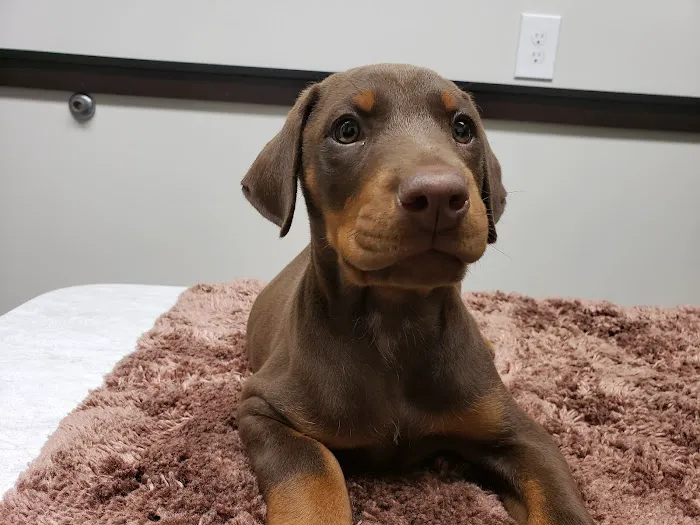South Shore Animal Hospital Picture 1
