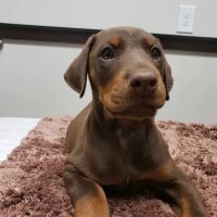 South Shore Animal Hospital ico