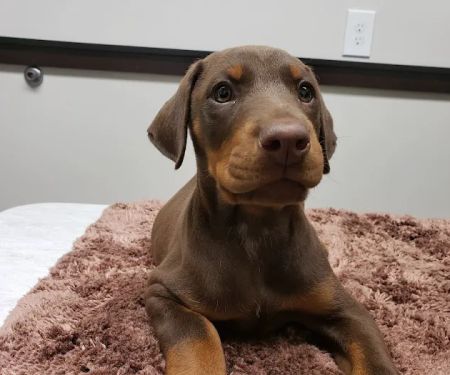 South Shore Animal Hospital