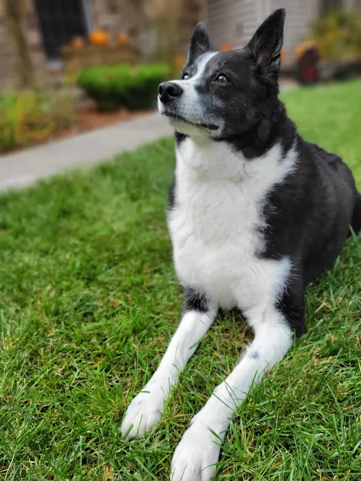 South Shore Animal Hospital Picture 4