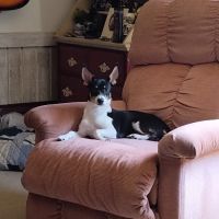 PetVet Vaccination Clinic ico