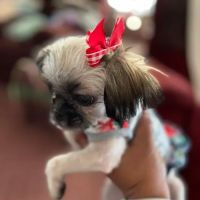 Outpatient Vet Clinic ico