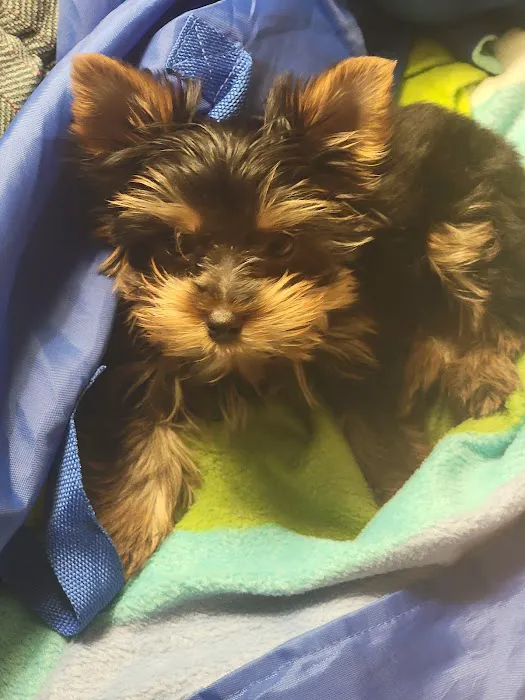 Highland Animal Hospital Picture 9