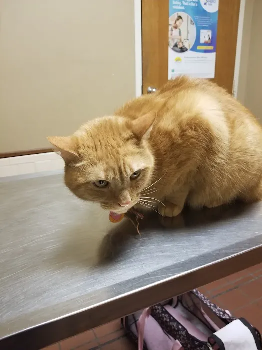 Aidmore Animal Clinic Picture 3