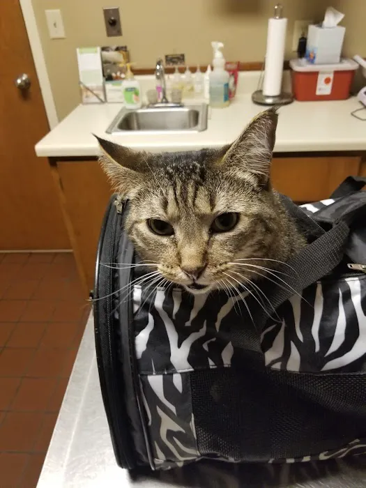 Aidmore Animal Clinic Picture 2