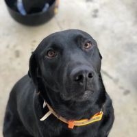 Aidmore Animal Clinic ico