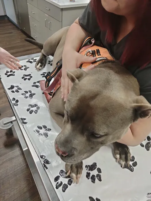 VetIQ Petcare Picture 2