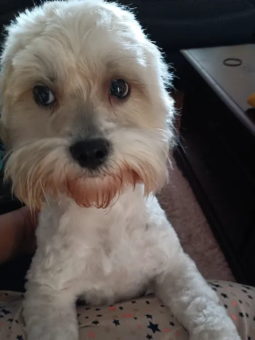 VetIQ Petcare Picture 1