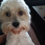 VetIQ Petcare