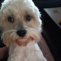 VetIQ Petcare ico