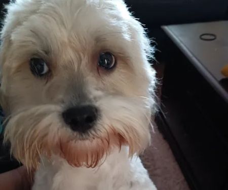 VetIQ Petcare