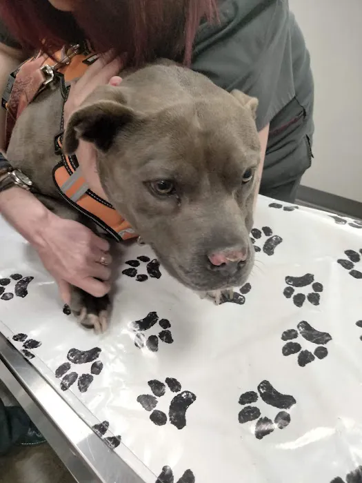 VetIQ Petcare Picture 10