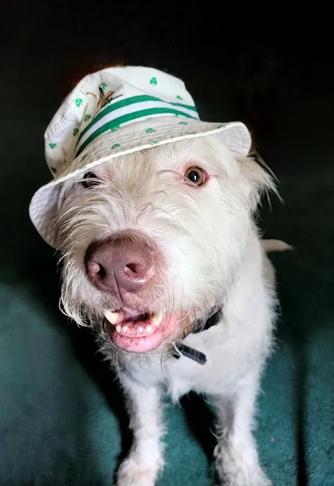 VetIQ Petcare Picture 9