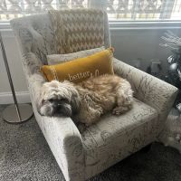 Paradise Animal Hospital ico