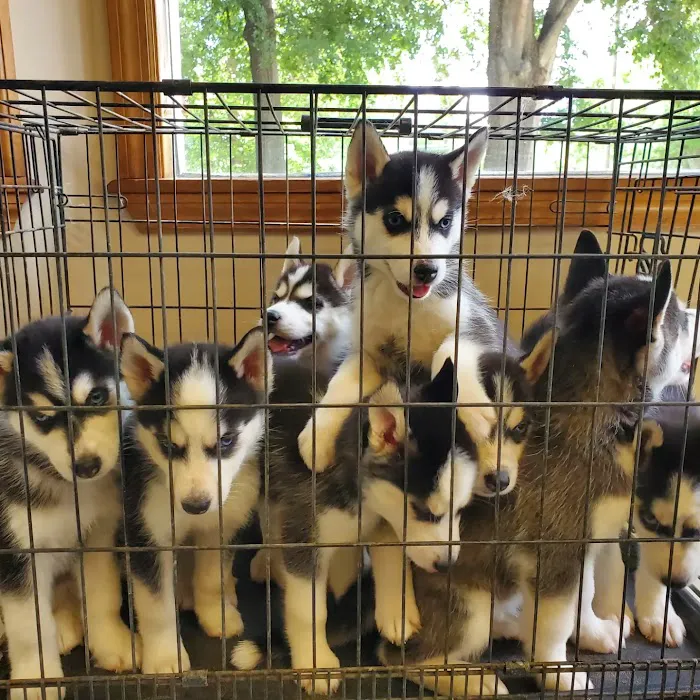 Paradise Animal Hospital Picture 3