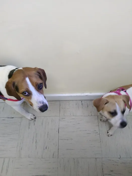 Paradise Animal Hospital Picture 6
