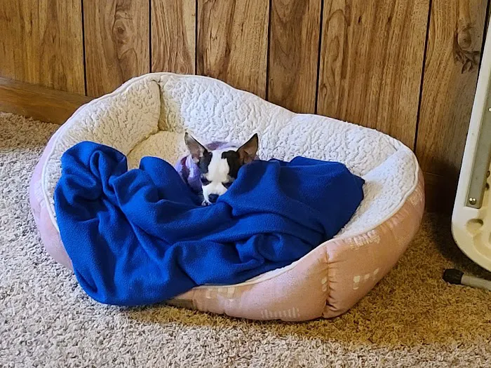 Paradise Animal Hospital Picture 9
