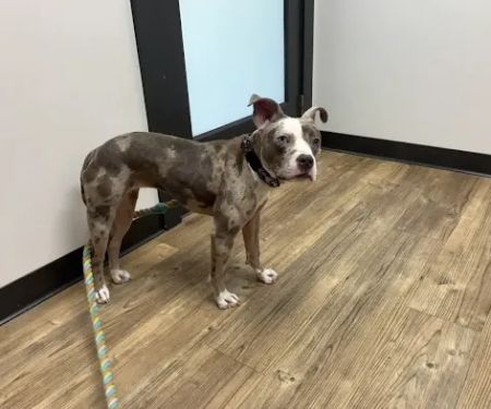 Euchee Creek Veterinary Clinic
