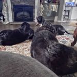Greenbrier Veterinary Services