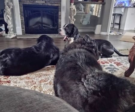 Greenbrier Veterinary Services
