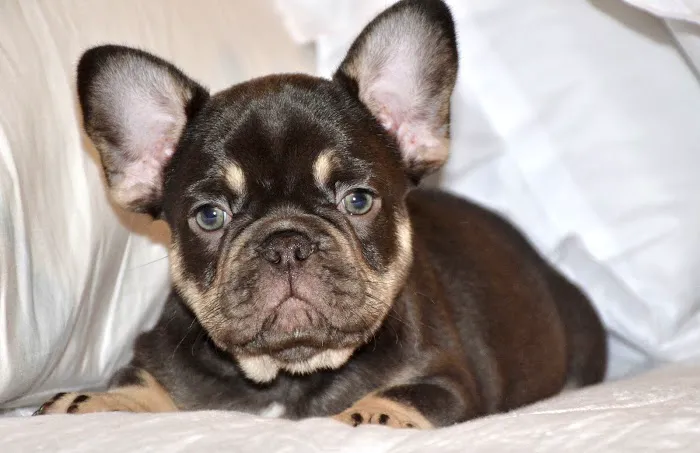 Grayson Veterinary Hospital Picture 7