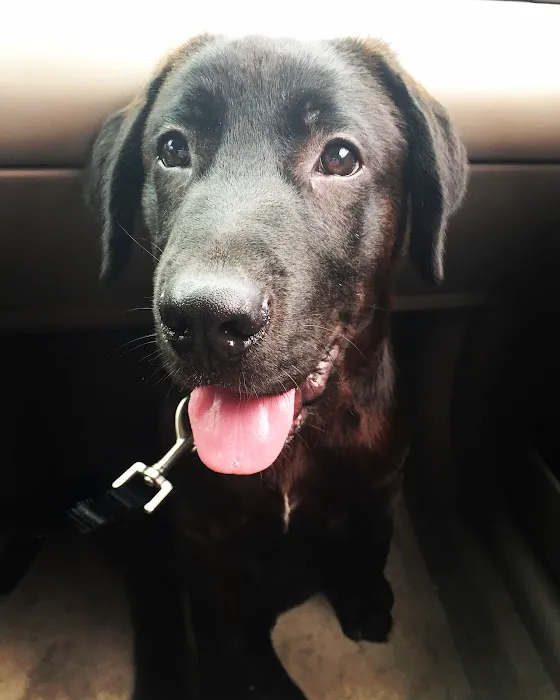 Grayson Veterinary Hospital Picture 9