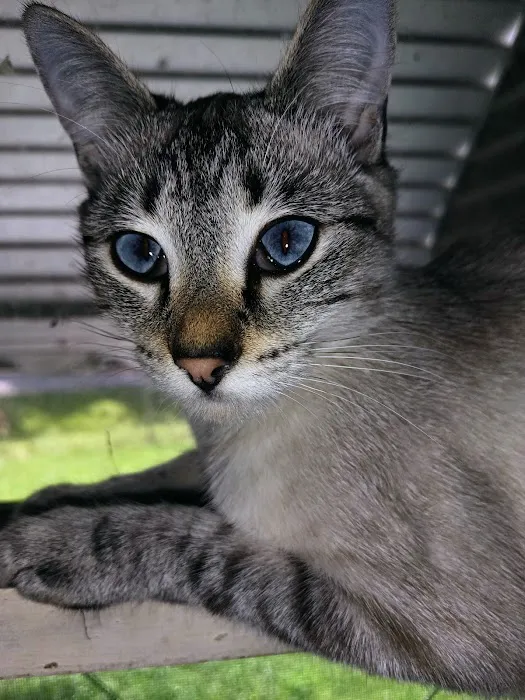 Paradox Spay & Neuter Clinic Picture 4