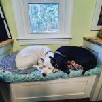 Eastside Animal Medical Center