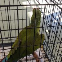 Animal Medical Center of Monroe ico