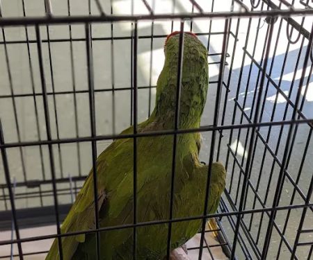 Animal Medical Center of Monroe