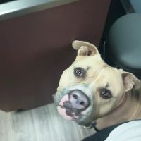 Walnut Grove Animal Hospital ico