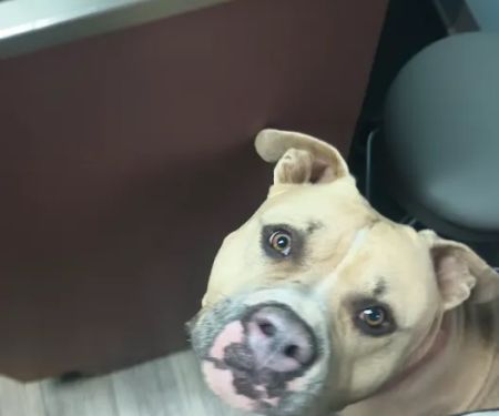 Walnut Grove Animal Hospital