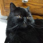 Snellville Animal Hospital