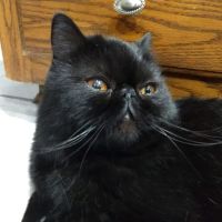 Snellville Animal Hospital ico