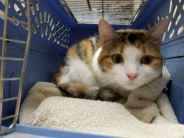 Snellville Animal Hospital Picture 5