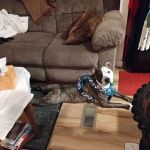 Vetco Total Care Animal Hospital