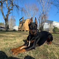 Dogwood Animal Hospital ico