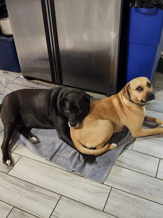 Dogwood Animal Hospital Picture 10