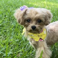 Banfield Pet Hospital ico