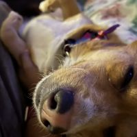 NewDay Veterinary Care ico