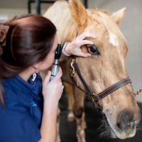 Countryside Equine Hospital ico